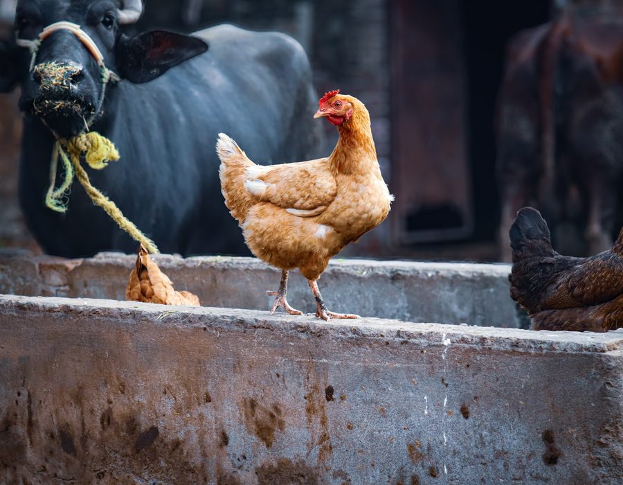 A chicken perched near a water buffalo on a smallholding