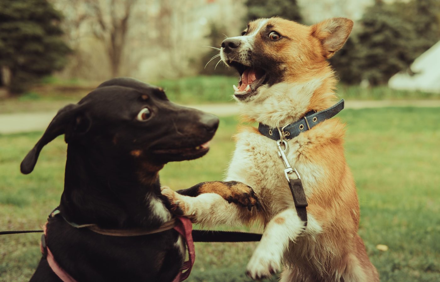 Two dogs playing together in a park