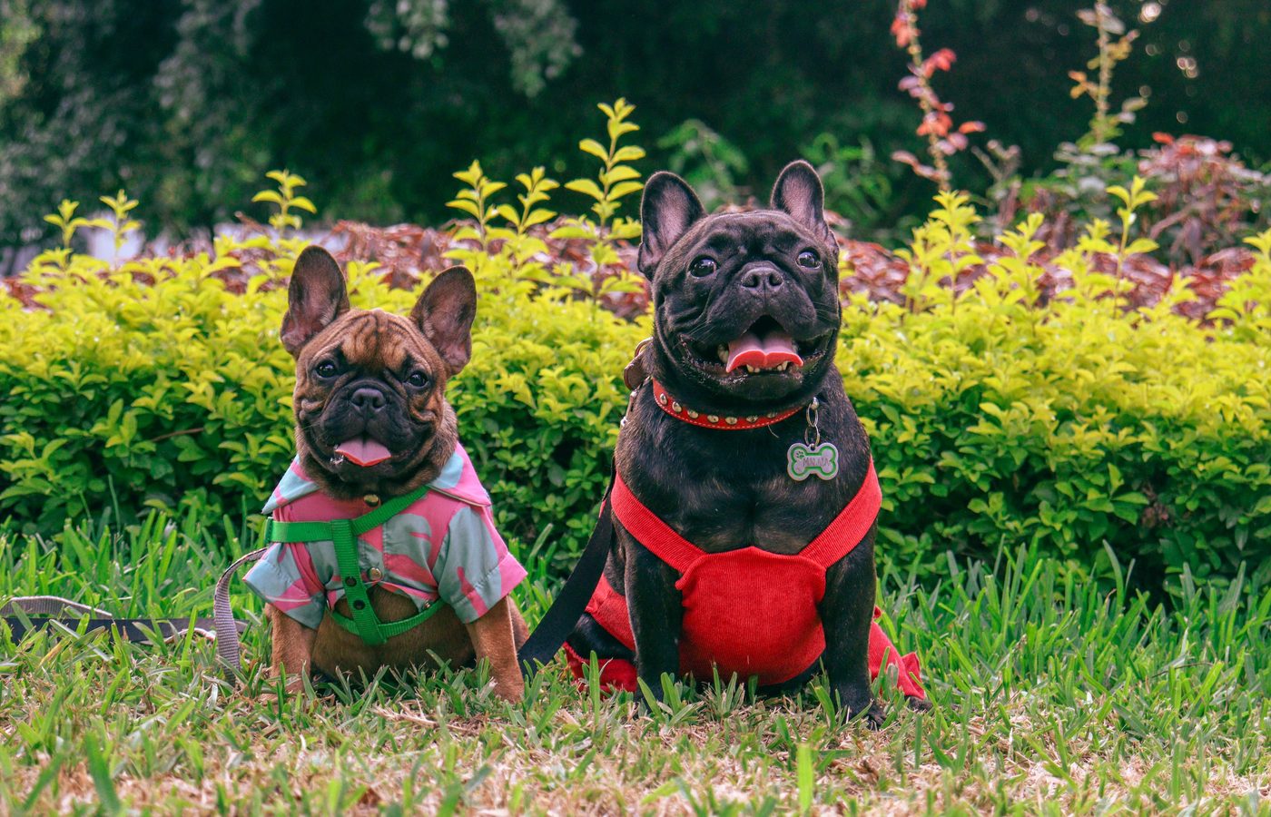 Two French Bulldogs dressed up and sitting in the grass