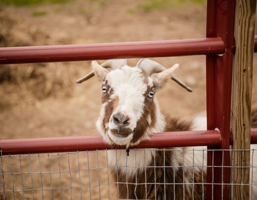 A curious goat looking through a farm fence