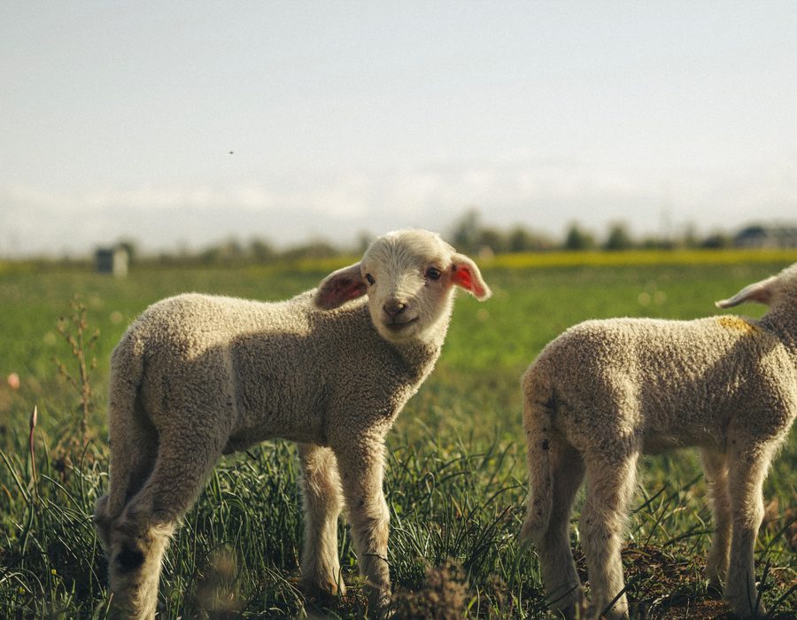 Two lambs in a green field